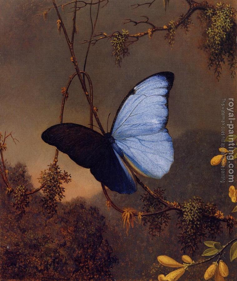 Martin Johnson Heade : Blue Morpho Butterfly II